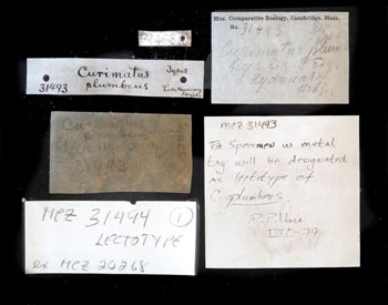 Media type: image;   Ichthyology 31493 Description: photograph;  Aspect: labels